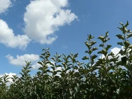 ხილის ხის სანერგე: ვაშლის ხეები, მსხალი, ქლიავი, ალუბალი, ალუბალი, გარგარი, ატამი 01