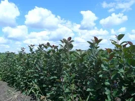 ხილის ხეების სანერგე: ვაშლის ხეები, მსხალი, ქლიავი, ალუბალი, ალუბალი, გარგარი, ატამი 03