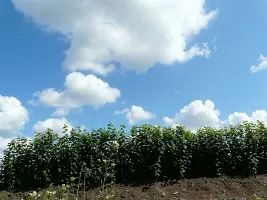 ხილის ხეების სანერგე: ვაშლის ხეები, მსხალი, ქლიავი, ალუბალი, ალუბალი, გარგარი, ატამი 04