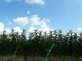 ხილის ხის სანერგე: ვაშლის ხეები, მსხალი, ქლიავი, ალუბალი, ალუბალი, გარგარი, ატამი 05