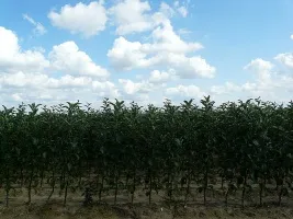 ხილის ხეების სანერგე: ვაშლის ხეები, მსხალი, ქლიავი, ალუბალი, ალუბალი, გარგარი, ატამი 06