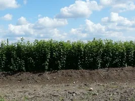 ხეხილის სანერგე: ვაშლის ხეები, მსხალი, ქლიავი, ალუბალი, ალუბალი, გარგარი, ატამი 07