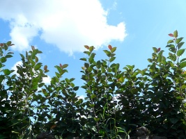 ხეხილის სანერგე ვაშლის ხეები მსხალი ქლიავი ალუბალი გარგარი ატამი პოლონეთი