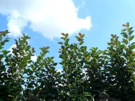 ხილის ხის სანერგე: ვაშლის ხეები, მსხალი, ქლიავი, ალუბალი, ალუბალი, გარგარი, ატამი 08