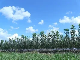 ხილის ხის სანერგე: ვაშლის ხეები, მსხალი, ქლიავი, ალუბალი, ალუბალი, გარგარი, ატამი 09