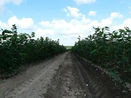 ხილის ხე სანერგე: ვაშლის ხეები, მსხალი, ქლიავი, ალუბალი, ალუბალი, გარგარი, ატამი 10