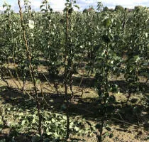 ხილის ხეების სანერგე: ვაშლის ხეები, მსხალი, ქლიავი, ალუბალი, ალუბალი, გარგარი, ატამი 11