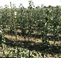 ხილის ხეების სანერგე: ვაშლის ხეები, მსხალი, ქლიავი, ალუბალი, ალუბალი, გარგარი, ატამი 12