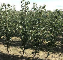 ხილის ხეების სანერგე: ვაშლის ხეები, მსხალი, ქლიავი, ალუბალი, ალუბალი, გარგარი, ატამი 13