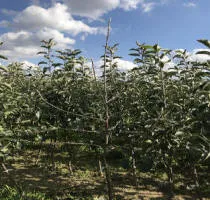 ხილის ხის სანერგე: ვაშლის ხეები, მსხალი, ქლიავი, ალუბალი, ალუბალი, გარგარი, ატამი 16