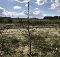 ხილის ხის სანერგე: ვაშლის ხეები, მსხალი, ქლიავი, ალუბალი, ალუბალი, გარგარი, ატამი 17