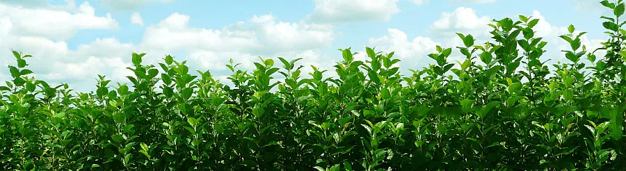 ხილის ხე სანერგე: ვაშლის ხეები, მსხალი, ქლიავი, ალუბალი, პოლონეთი